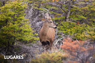 Cómo y dónde se reproduce la especie emblema de la Patagonia