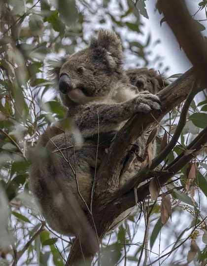 Una cría de koala se asoma detrás de su madre entre las ramas de los árboles de The Koala Sanctuary