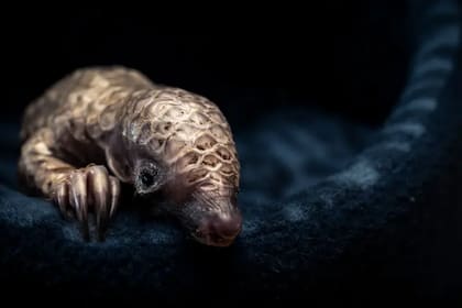 Una cría de pangolín descansa envuelta en una manta