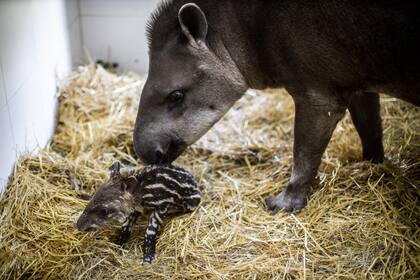 Una cría de tapir, de cuatro kilos, nació el miércoles en el Ecoparque porteño; el parto fue natural, sin complicaciones ni asistencia de veterinarios