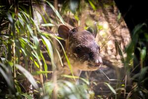 Ecoparque: nació un tapir, una especie considerada vulnerable a la extinción