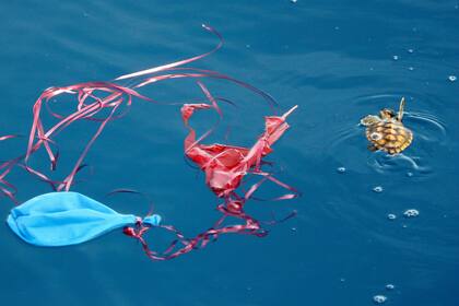Una cría de tortuga marina nada junto a plásticos desechados