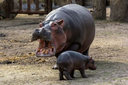 Una cría de un hipopótamo puede pesar entre 25 y 45 kilos