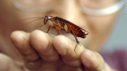 Las cucarachas se reproducen rápidamente hasta volverse una plaga y pueden ser vector de enfermedades
