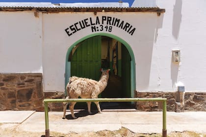 Una curiosa llama visita la escuela de Timón Cruz