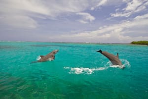 Día de la Tierra: la isla en la que los delfines le ganaron al plástico