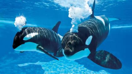 Una de las ballenas asesinas del recinto defecó en el borde de la pileta, la audiencia quedó empapada con el agua contaminada después de que el animal saltara y los salpicara al aterrizar