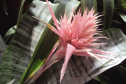 Una de las bromelias más usadas en interiores, Aechmea fasciata: forma una roseta gris verdoso y de su centro nace una flor rosada que puede durar varios meses.