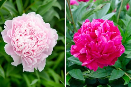 Una de las características de la peonía es su infinita cantidad de pétalos. A veces, la flor se hace tan pesada que la planta debe tutorarse para evitar que se caiga la vara.
