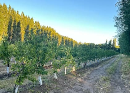 Una de las chacras en Los Antiguos que exporta cerezas al mundo