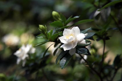 Una de las claves para potenciar la floración de los jazmines es la luz