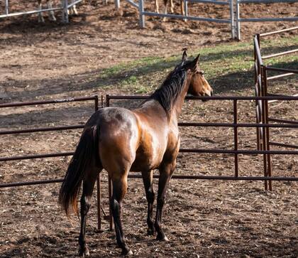 “Una de las cosas por las que voy a las clínicas es porque nunca terminamos de aprender”, reflexionó Carlos Mendonça, uno de los invitados especiales