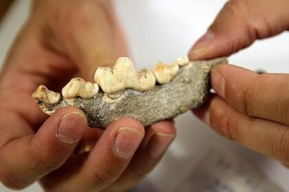 Una de las dentaduras de perro encontradas en las cuevas al sur de Italia