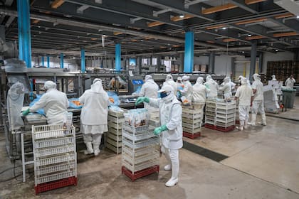 Una de las dos plantas en tierra, en Mar del Plata