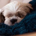 Dónde debe dormir los perros si hace frío