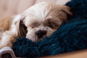 Dónde debe dormir los perros si hace frío