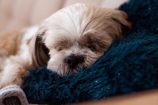 Dónde debe dormir los perros si hace frío