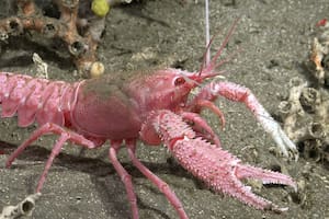 Una de las especies que descubrió la misión