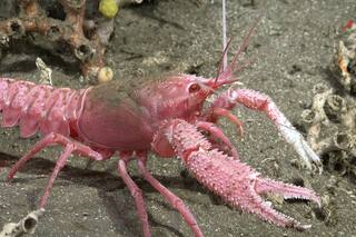 El especial pedido de Nadie Cerino, la bióloga del Conicet que conquistó las redes, tras la histórica expedición