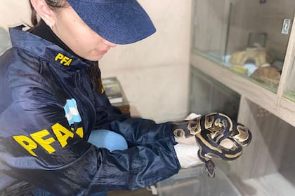 Una de las especies rescatadas por la Policía Federal Argentina