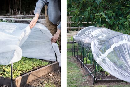 Una de las formas de proteger los cultivos de la helada es utilizar tela antihelada para cubrir las plantas sensibles.