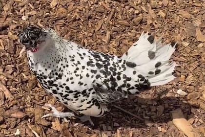 Una de
las gallinas que
recibió David es
de raza holandesa
barbuda