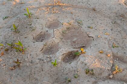 Una de las huellas encontradas en las orillas del río Bermejo.