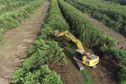 Una de las imágenes de cómo sacan las plantas de limones
