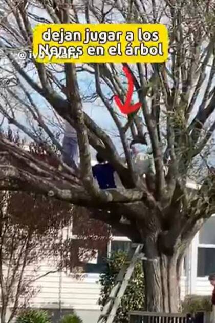 Una de las imágenes que sorprendieron del video de la escuela de Nueva Zelanda fue el ver a los chicos jugando arriba de un árbol