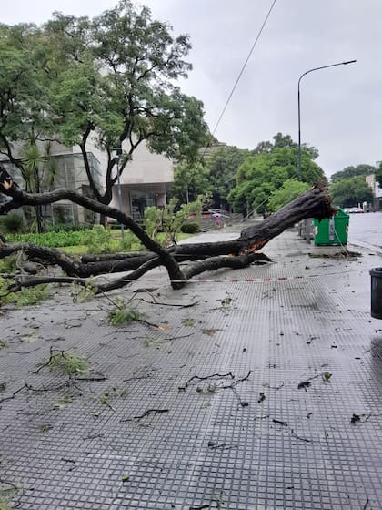 Una de las indicaciones es no buscar refugio cerca de árboles o postes de electricidad