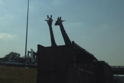 Una de las jirafas golpeó su cabeza en una de los puentes que cruza la Autopista 1