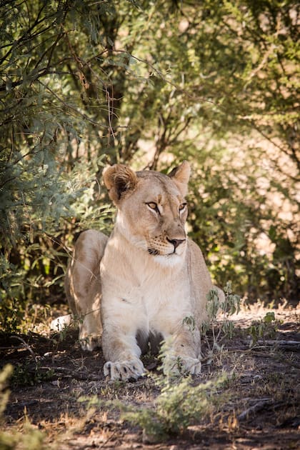 Una de las leonas de la reserva, donde habitan entre 40 y 60 ejemplares.