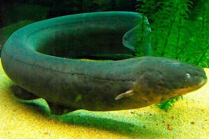 Una de las nuevas especies de anguila eléctrica presentada en su artículo de 2019, la anguila eléctrica de Volta, capaz de producir descargas eléctricas de 860 voltios, la más fuerte de cualquier animal en la Tierra