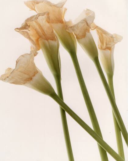 Una de las obras que se exhibirán en "Las flores del mal": "Sin titulo" (c.1988), de Alejandro Kuropatwa