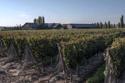 Una de las opciones para obtener un vino de bajo alcohol es cosechar la uva temprano