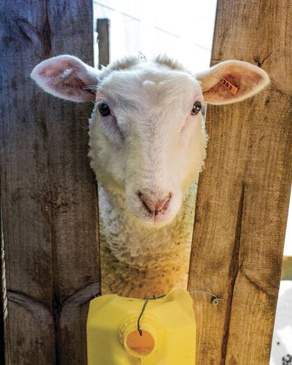 Una de las ovejas nacida a partir de la manipulación genética