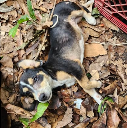 Una de las perritas no podía caminar (Foto: The Dodo)