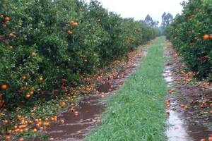 “En una hora nos dejó sin frutas”: el granizo arrasó plantaciones en Entre Ríos y Corrientes