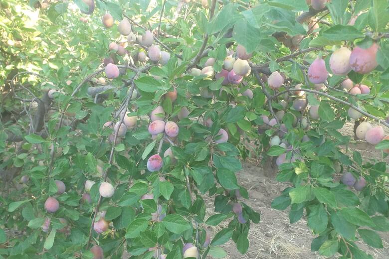 Es un alimento poco consumido en el país, pero en el mundo causa furor por su aceptación