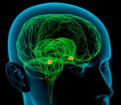 Una de las principales aplicaciones de la medición de la inteligencia es poder atender a las diferencias individuales y ritmos de aprendizaje