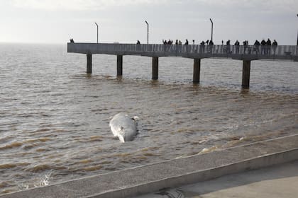 Una de las principales causas de desviación de las ballenas puede ser la hambruna