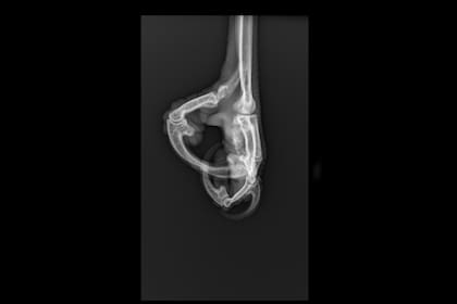 Una de las radiografías que le tomaron al ave durante su rehabilitación