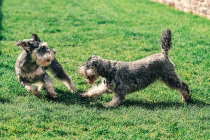 Una de las razones por la que los perros se revuelcan es por su instinto cazador (imagen ilustrativa)