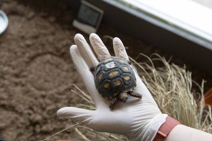 Una de las recién nacidas tortugas carbonarias que se crían dentro del hospital de Temaikén.