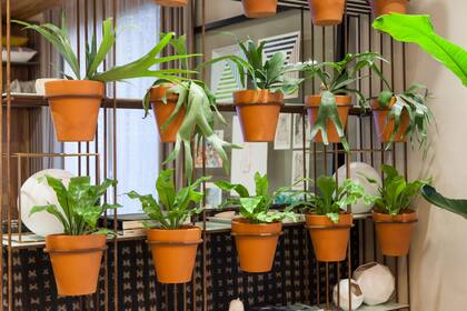 Una de las recomendaciones para las plantas de interior, es no exponerlas a corrientes frías de aire.