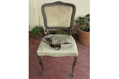 Una de las sillas que compramos y tenemos que retapizar