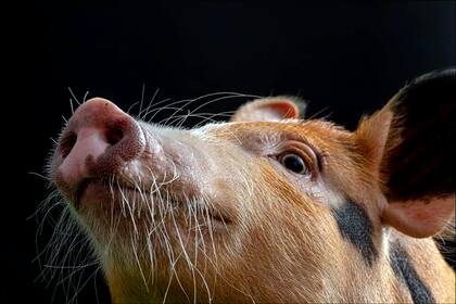 Una de las tantas fotos de una sesión que protagonizó Pochi