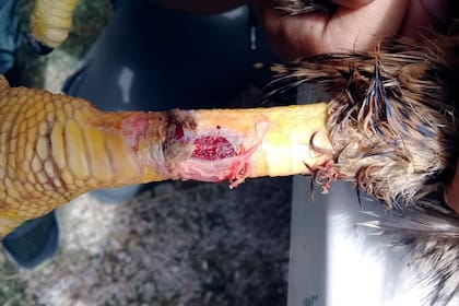 Una de las tantas heridas que presentaba el águila mora que encontró De Rosa