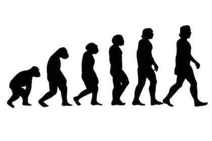 Una de las tantas versiones que representan la evolución humana