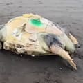 En pocos días, aparecieron muertas cinco tortugas marinas en las playas de la costa